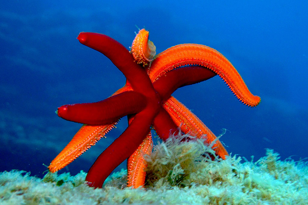 la-perla-nera-diving-stella-marina