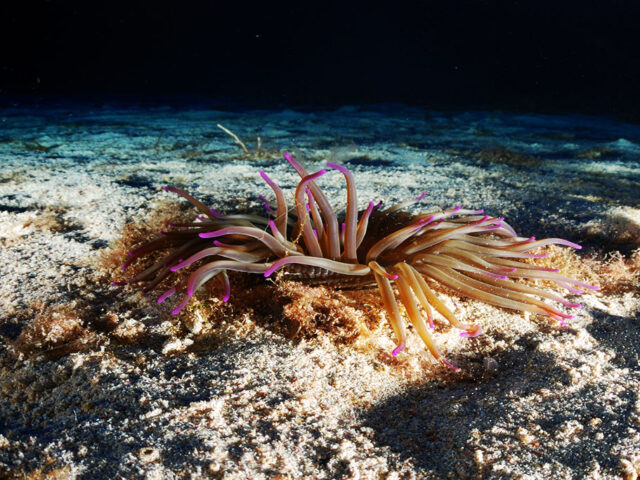 la-perla-nera-diving-ustica-anemone