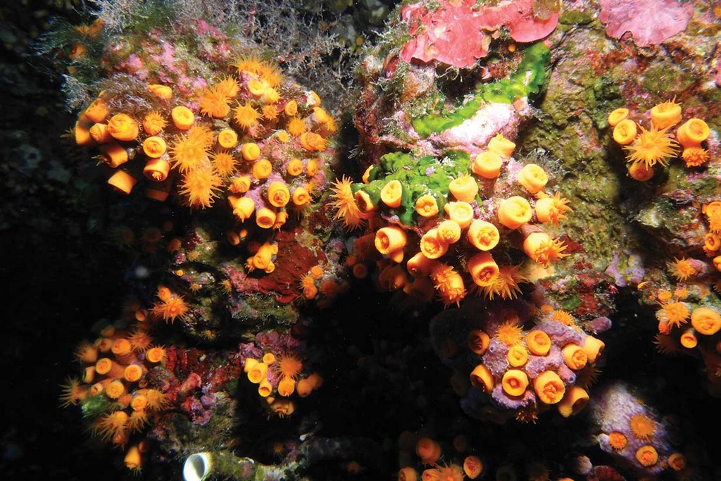Diving Ustica Margherite Di Mare